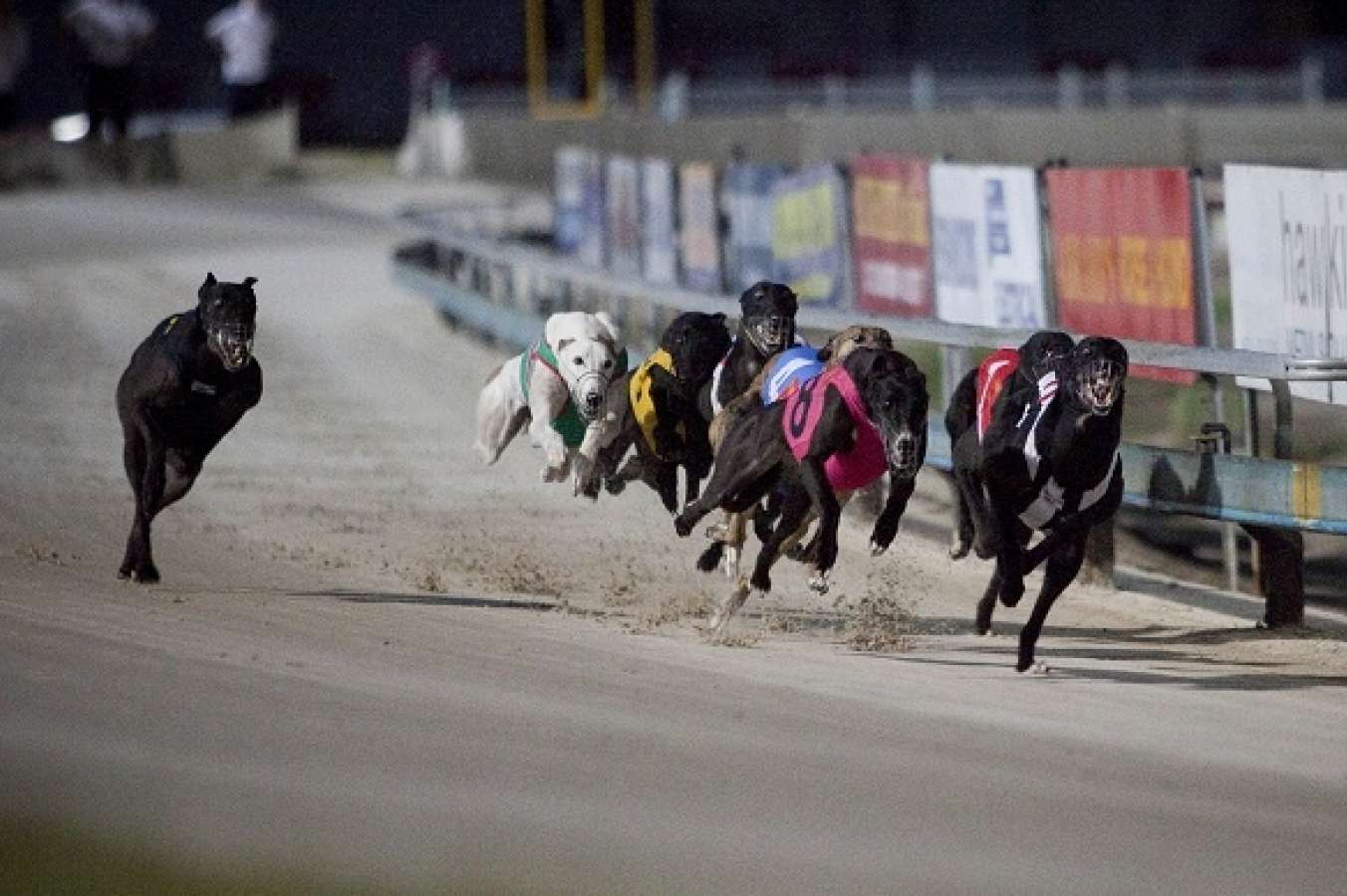 Greyhound Trainer Lisa Cole Wins 23 Straight Races