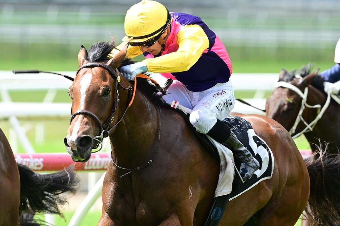 dragonne Dwyer's Dragonne ready to roar on the big stage