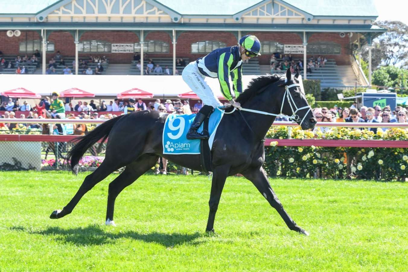 Exquisite 'heightened Risk Of Injury': Melbourne Cup Favourite Scratched Design in 4K Exquisite 'heightened Risk Of Injury': Melbourne Cup Favourite Scratched Design in 4K