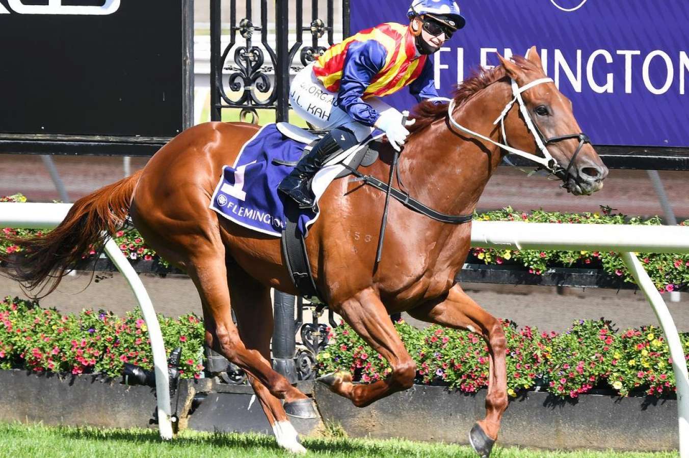 TJ Smith Stakes favourite Nature Strip. Photo: Reg Ryan/Getty Images.