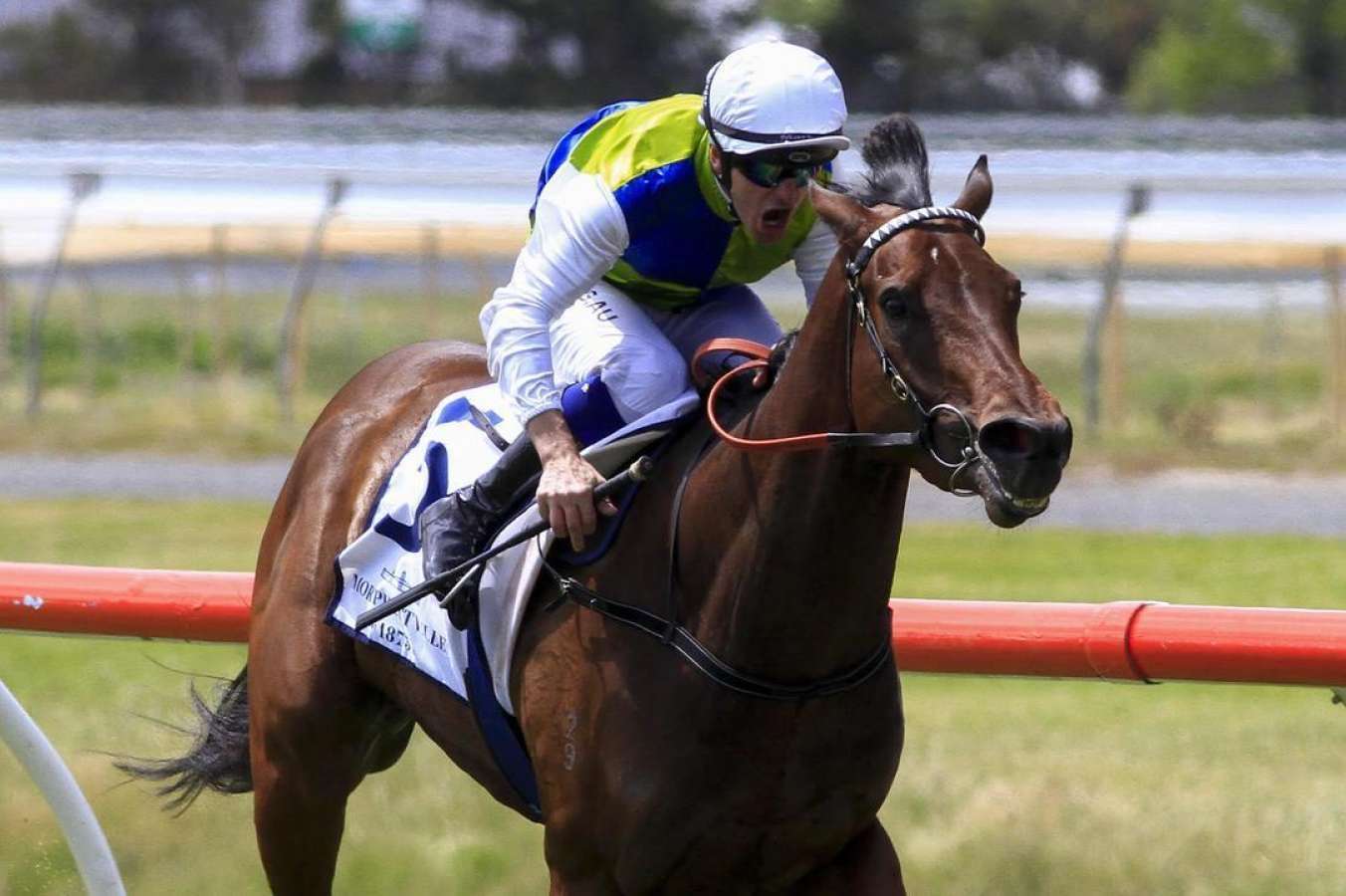 Jon O'Connor's Grey River ready to fire in Redelva Stakes at Morphettville - Vimarsana News
