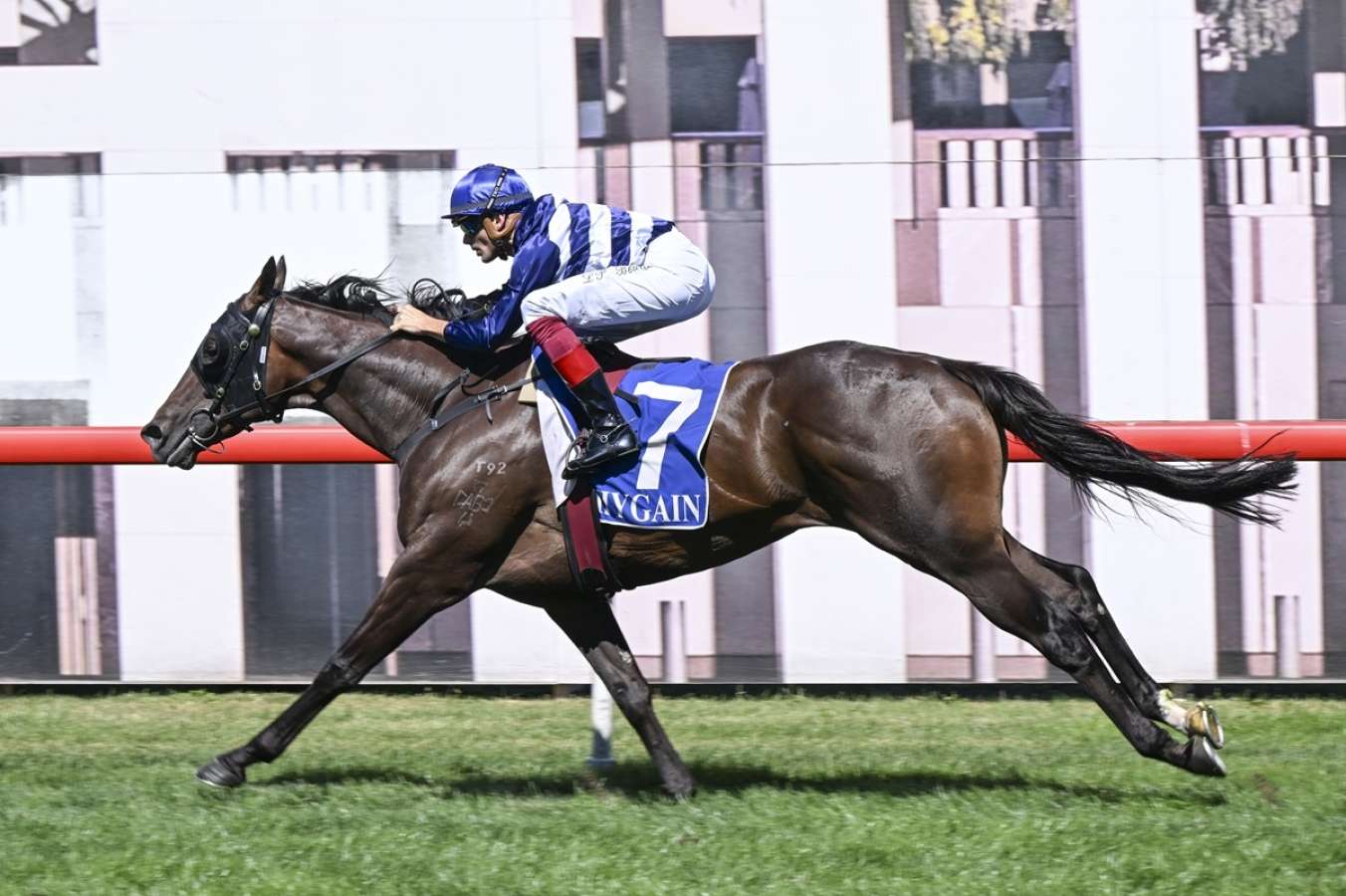 Breathtaking I've Watched Gai Waterhouse Transform This Horse — And Something Is Different Background for Your Screen Breathtaking I've Watched Gai Waterhouse Transform This Horse — And Something Is Different Background for Your Screen
