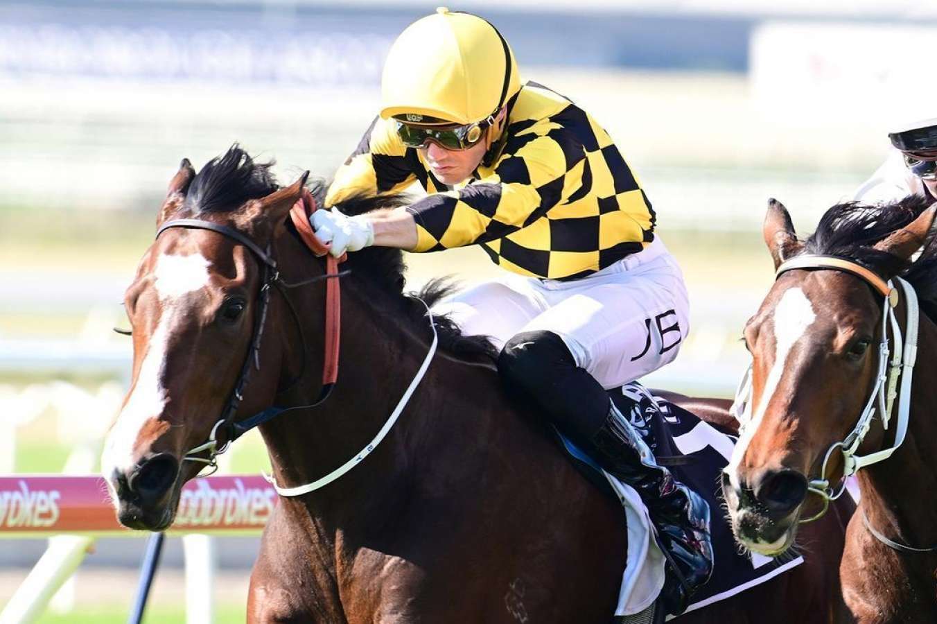 Group 1-placed blueblood filly dies during barrier trial - Vimarsana News