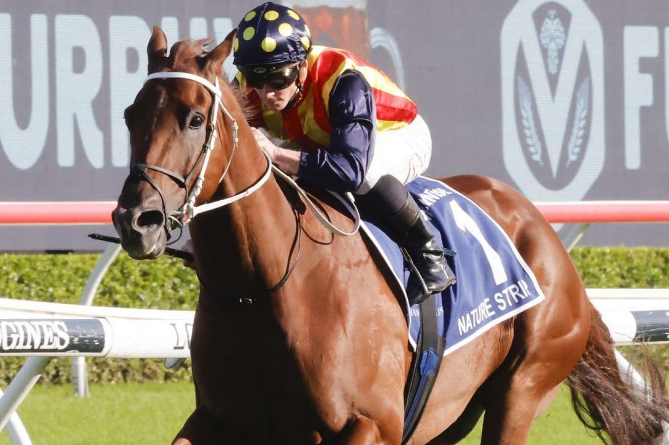 2023 TJ Smith Stakes runner-by-runner analysis, preview and tips